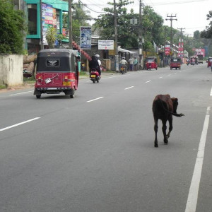 Sri Lanka 2011