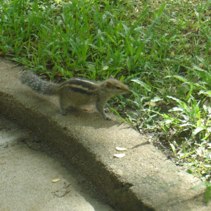 Sri Lanka 2011