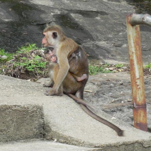 Sri Lanka 2011