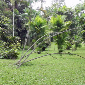 Sri Lanka 2011