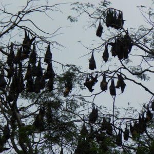 Sri Lanka 2011
