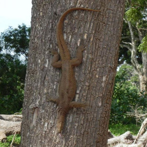 Sri Lanka 2011