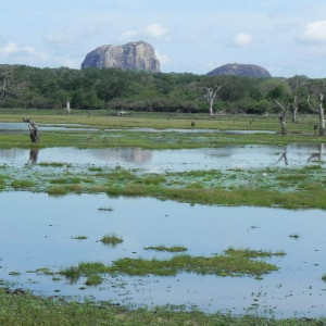 Sri Lanka 2011