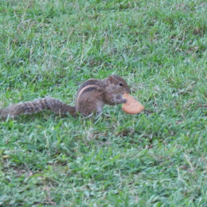 Sri Lanka 2011