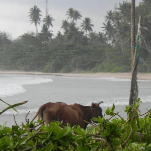 Sri Lanka 2011