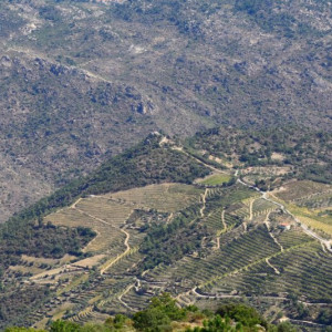 DSC_4371a1a (Copiar)