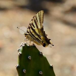 DSC_4456a1a (Copiar)