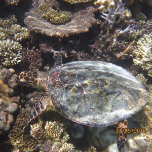 Maldivas 2010 063