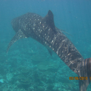 Maldivas 2010 226