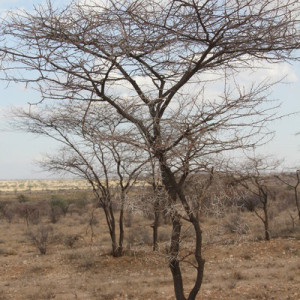 Quenia 2 346