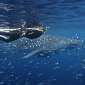 Exmouth-wa-whale-shark-swimming-(2)