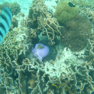 P8281183