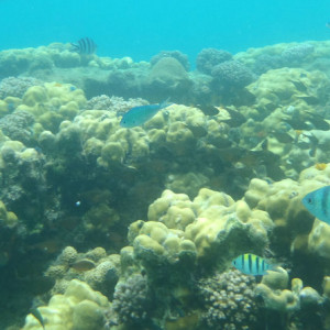 P8281188