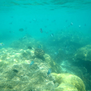 P8281226
