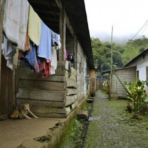 Roça Saudade