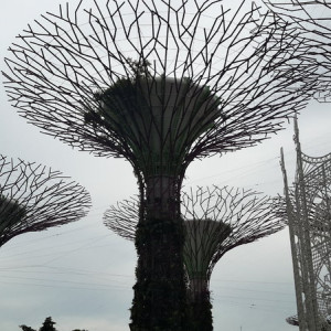 Singapura, Indonésia E Malásia Novembro 2015 135
