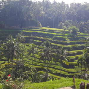 Singapura, Indonésia E Malásia Novembro 2015 549