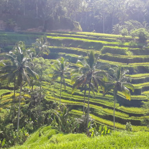 Singapura, Indonésia E Malásia Novembro 2015 551