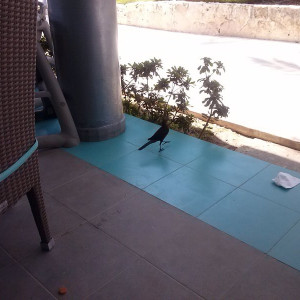Animal No Hotel 1