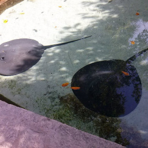 Xcaret6