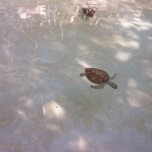 Xcaret7