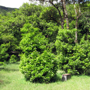 Chão De Louros 2