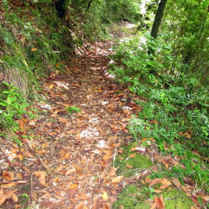 Chão De Louros 3