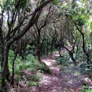 Chão De Louros 4