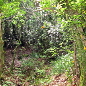 Chão De Louros 6