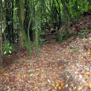 Chão De Louros 7