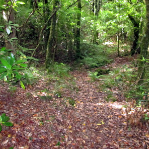 Chão De Louros 8