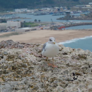 passarinho