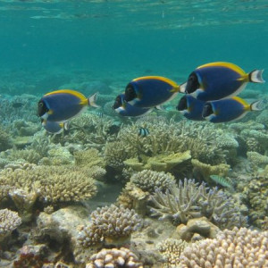 Peixinhos