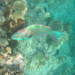 Peixinho