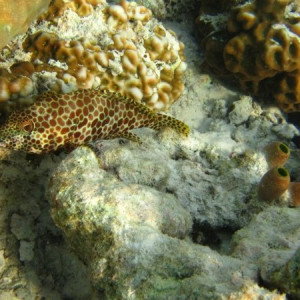 Peixinho