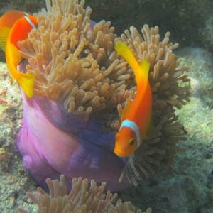 Peixinhos
