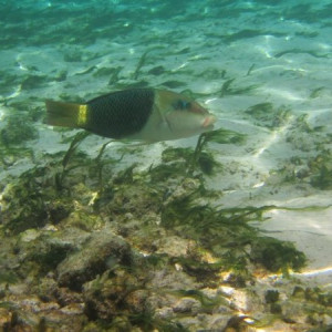 Peixinho