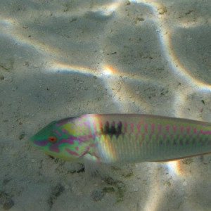Peixinho