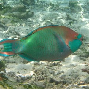 Peixe Palhaço