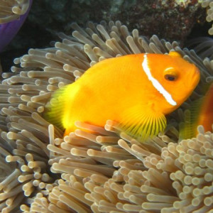 Peixinho