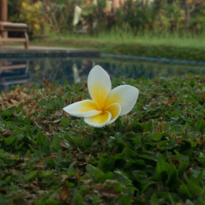 Jepun