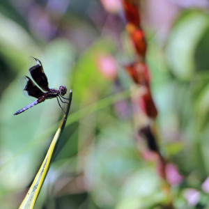 Maputo_Abril_2014 (109)