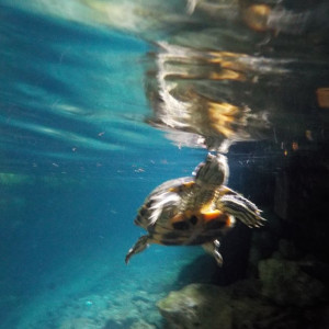 México - Tulum - Gran Cenote