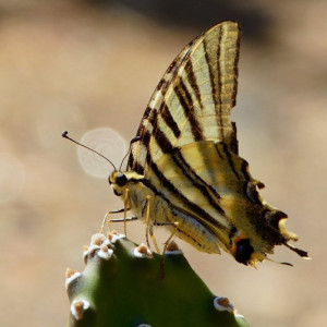 Borboleta