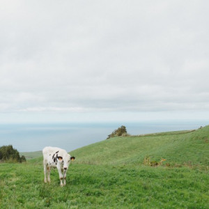 Açores-141
