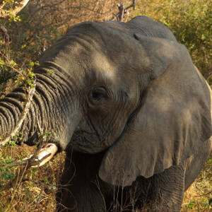 Kruger_123