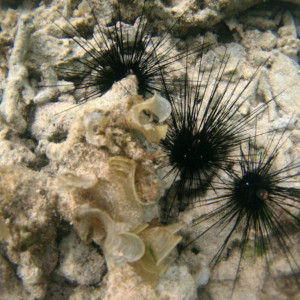 SJCM0254 1