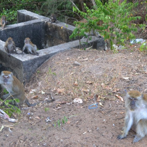 Monkeys