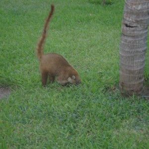 DSC03813 (Copiar)