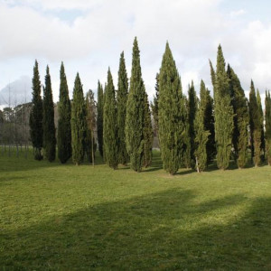 34